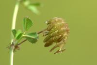Medicago orbicularis
