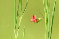Lathyrus sphaericus