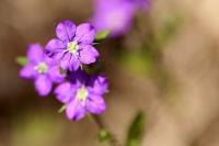 Legousia speculum-veneris