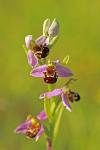 Ophrys apifera