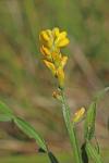 Genista sagittalis