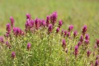 Melampyrum arvense