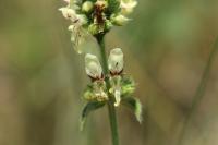Stachys recta