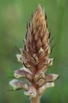 Orobanche amethystea