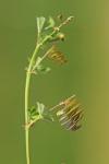 Medicago orbicularis
