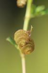 Medicago orbicularis