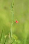Lathyrus sphaericus
