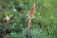 Orobanche amethystea