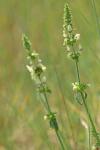 Stachys recta