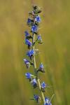 Echium vulgare