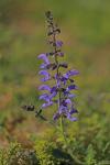 Salvia pratensis