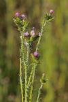 Carduus tenuiflorus