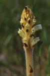 Orobanche picridis-hieracioidis