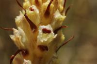 Orobanche picridis-hieracioidis
