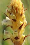 Orobanche picridis-hieracioidis
