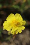 Helianthemum nummularium