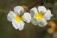 Helianthemum apenninum