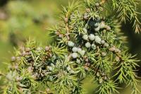 Juniperus communis