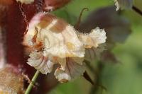 Orobanche amethystea