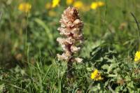 Orobanche amethystea