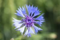 Cyanus segetum