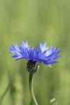 Cyanus segetum