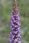 Gymnadenia conopsea