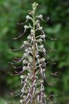 Himantoglossum hircinum
