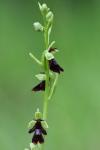 Ophrys insectifera