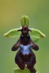 Ophrys insectifera