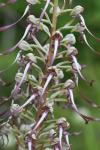 Himantoglossum hircinum
