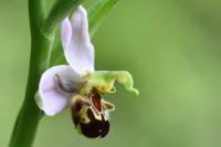 Ophrys apifera