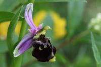 Ophrys holosericea