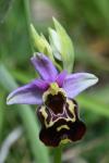 Ophrys holosericea