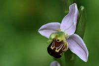 Ophrys apifera