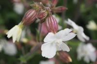 Silene latifolia