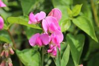 Lathyrus latifolius