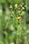 Sonchus asper