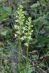 Platanthera chlorantha