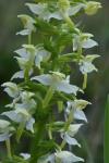 Platanthera chlorantha