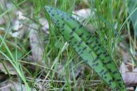 Dactylorhiza maculata