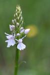 Dactylorhiza maculata