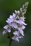 Dactylorhiza maculata
