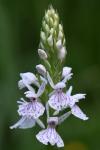 Dactylorhiza maculata