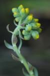 Petrosedum forsterianum