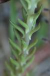 Petrosedum forsterianum