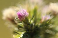 Carduus tenuiflorus