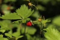 Fragaria vesca