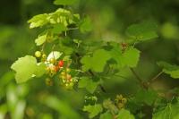 Ribes rubrum