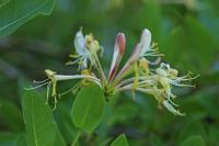 Lonicera periclymenum